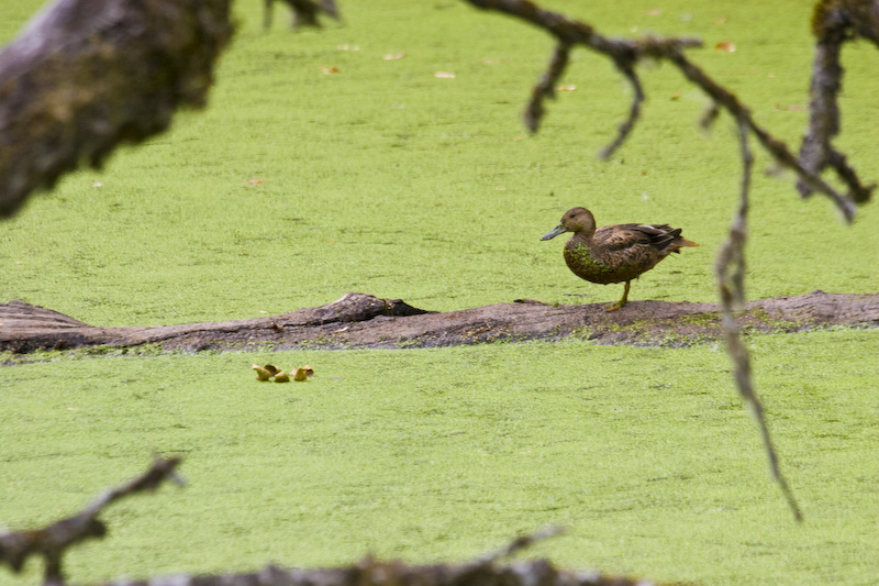 Northern Shoveller On Fallen Log In Algae Covered Water